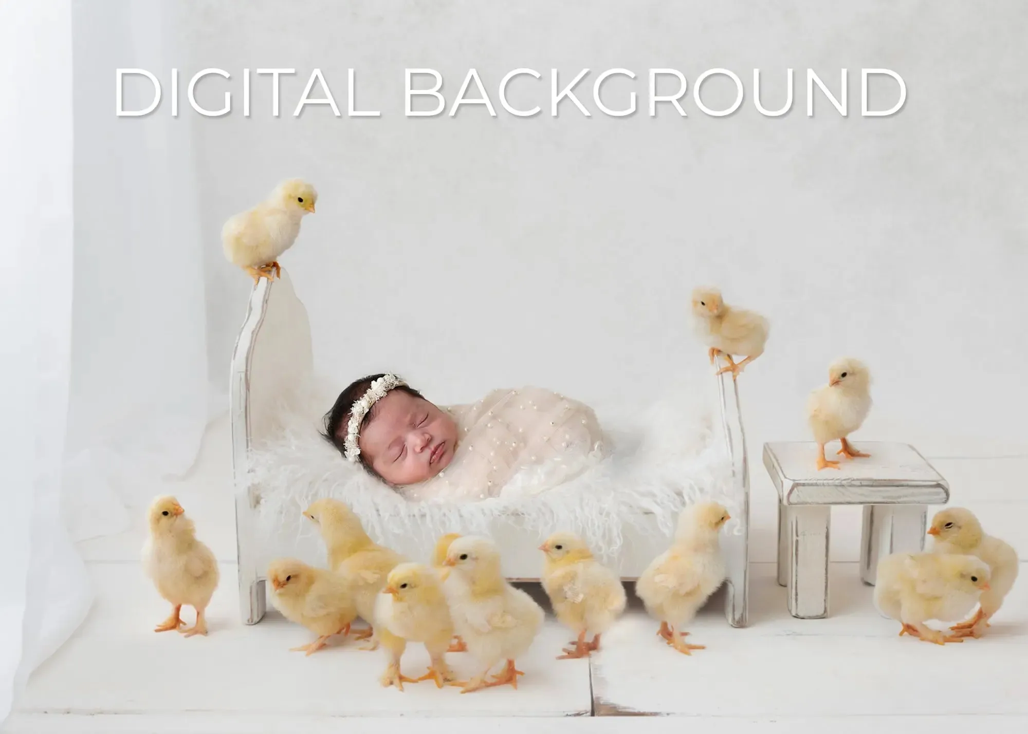 Shabby "Chick" Digital Background