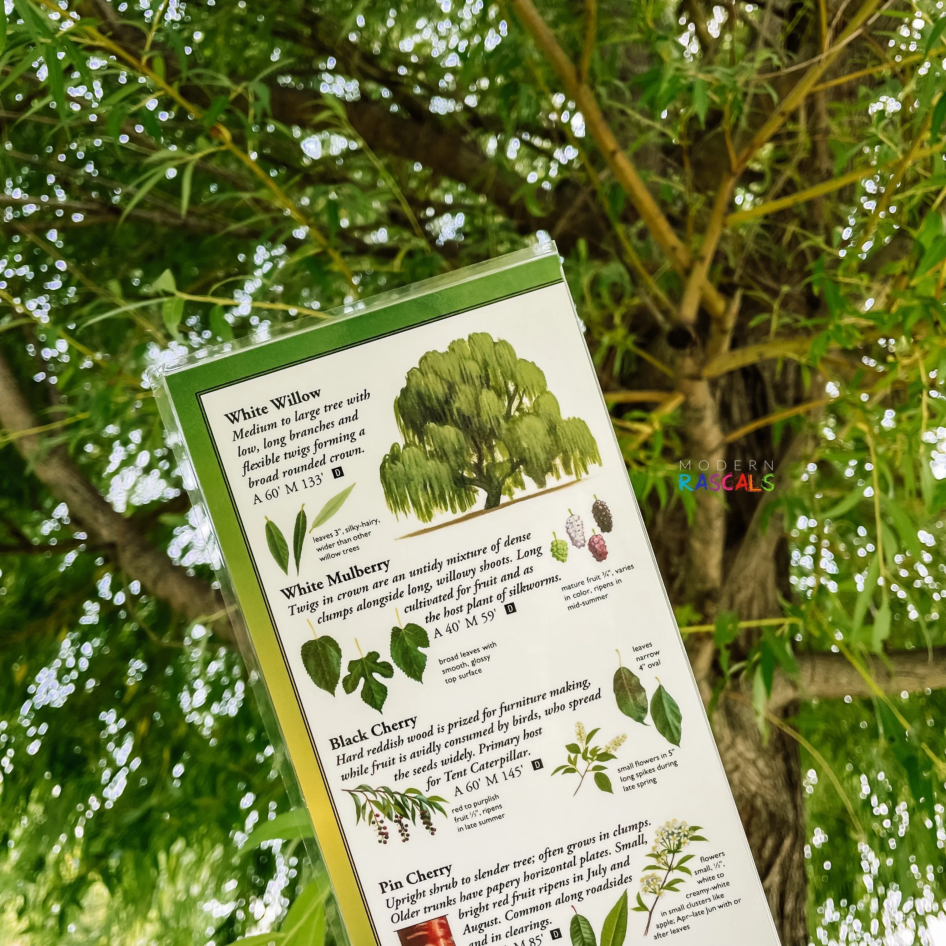 Sibley's Trees of the Eastern Canada  - Folding Guide