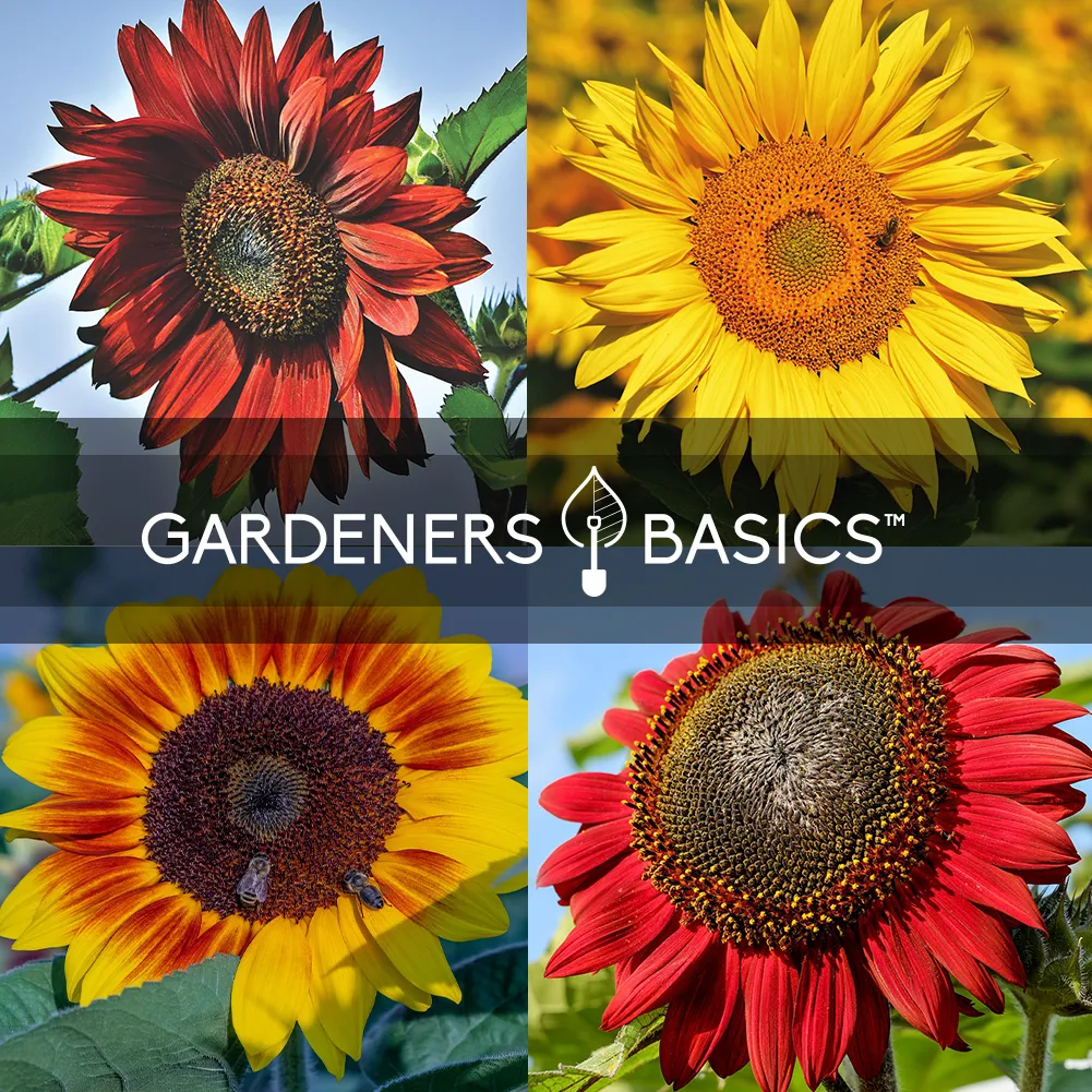 Sunflower Seeds For Planting | 8 Variety Pack