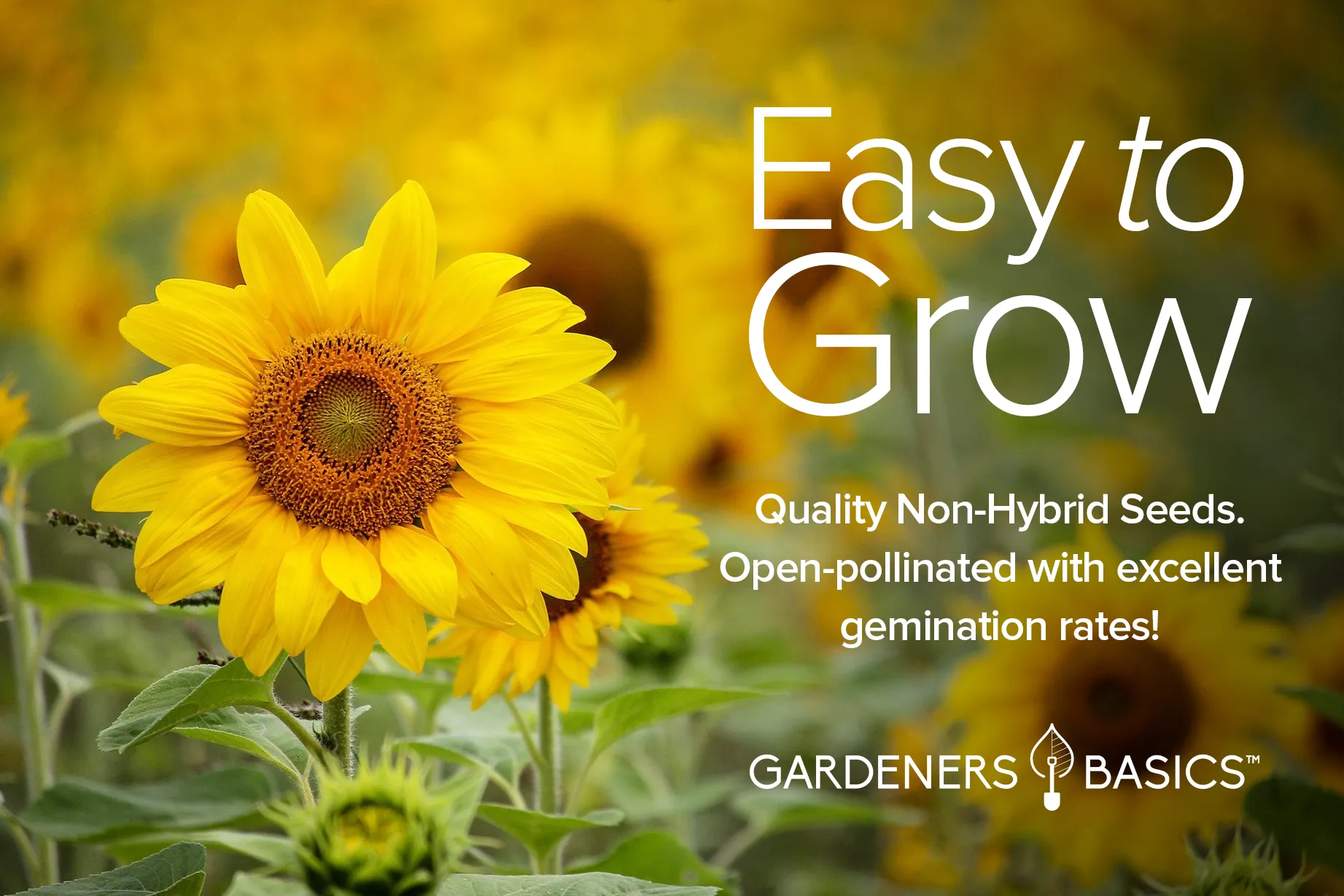 Sunflower Seeds For Planting | 8 Variety Pack