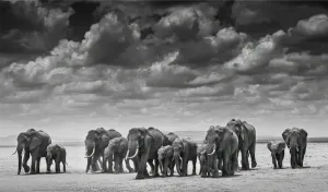THE CROSSING