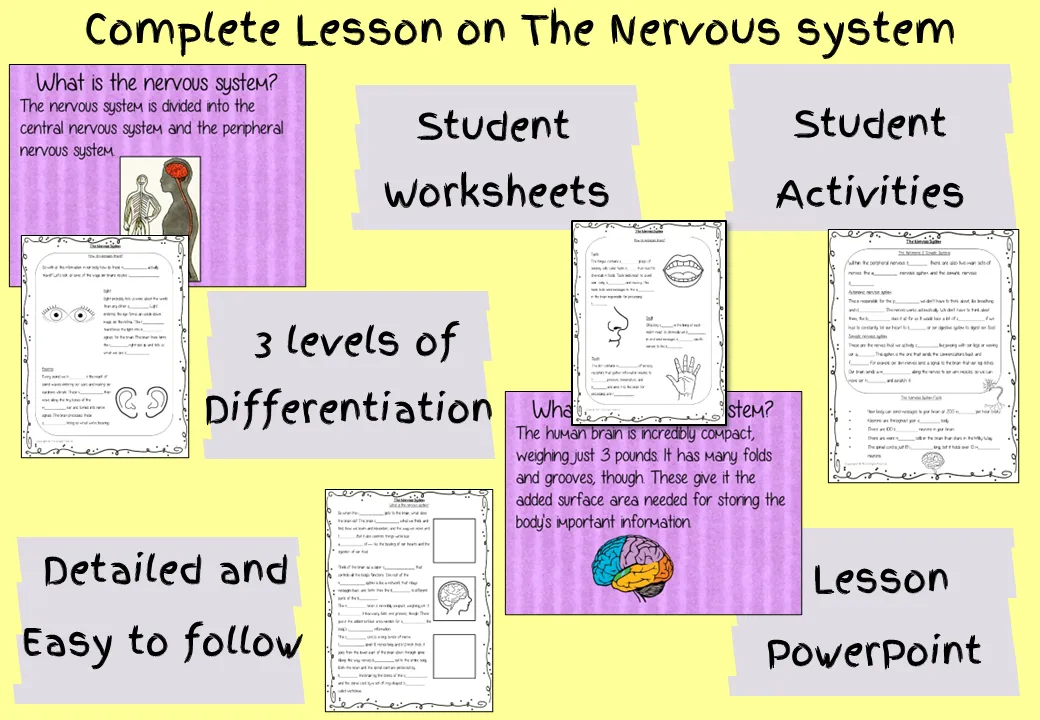 The Nervous System Lesson and Escape Room Bundle