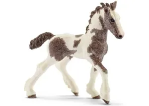 Tinker Foal