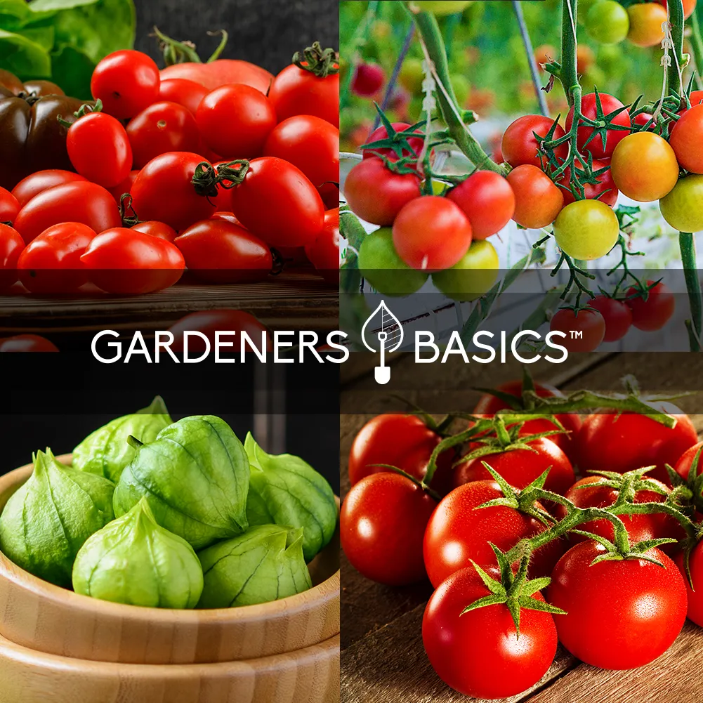 Tomato Seed Assortment | 8 Variety Pack