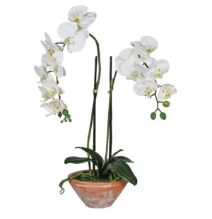 White Phalaenopsis Orchid in Terracotta Pot