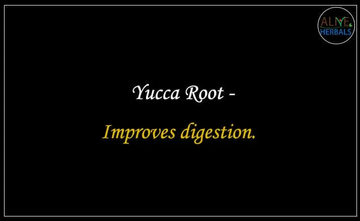 Yucca Root