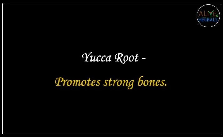 Yucca Root