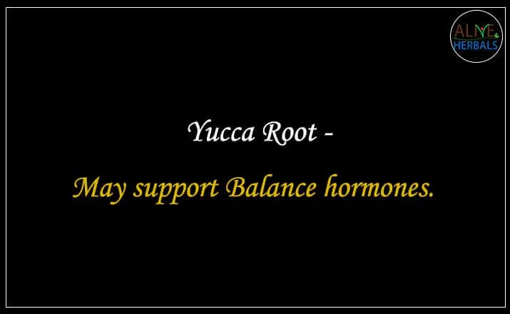 Yucca Root