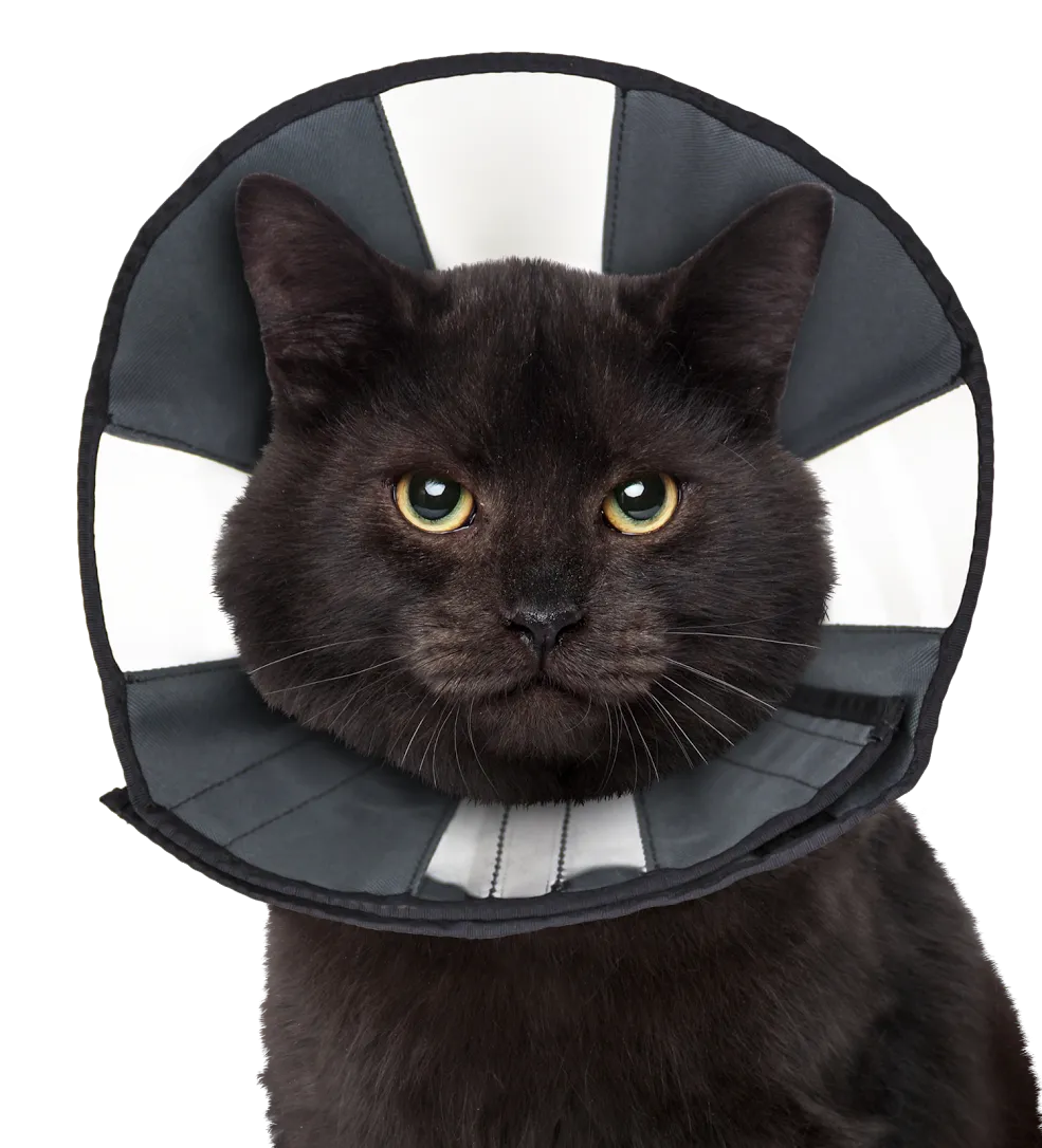 ZenPet ZenCone Adjustable Soft Recovery Pet Collar