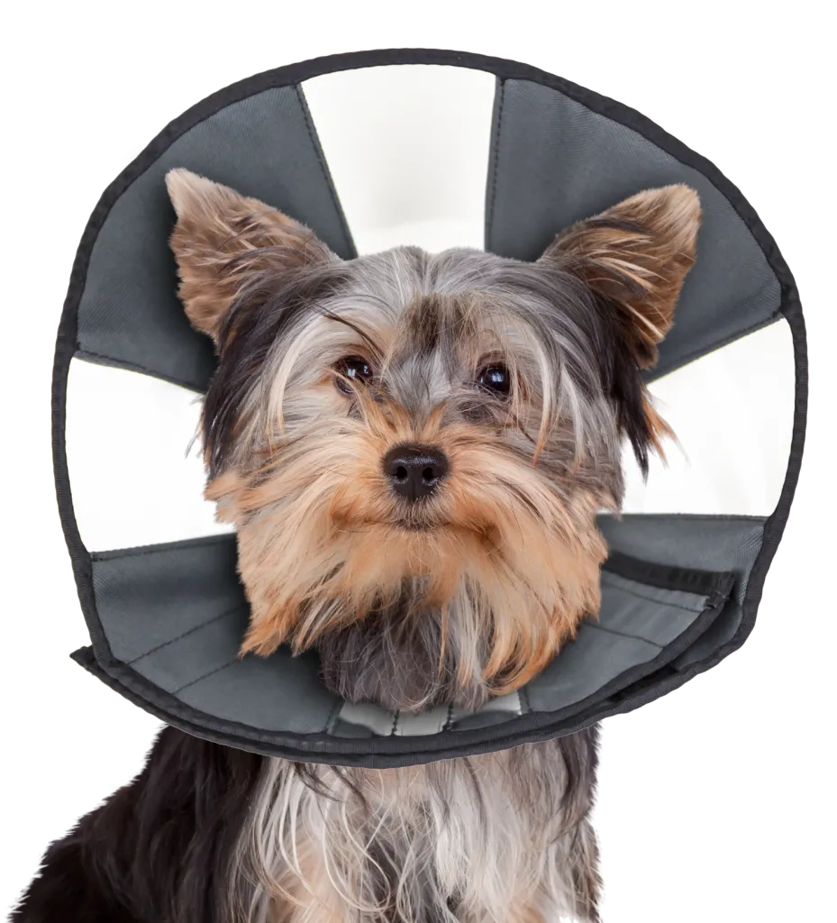 ZenPet ZenCone Adjustable Soft Recovery Pet Collar