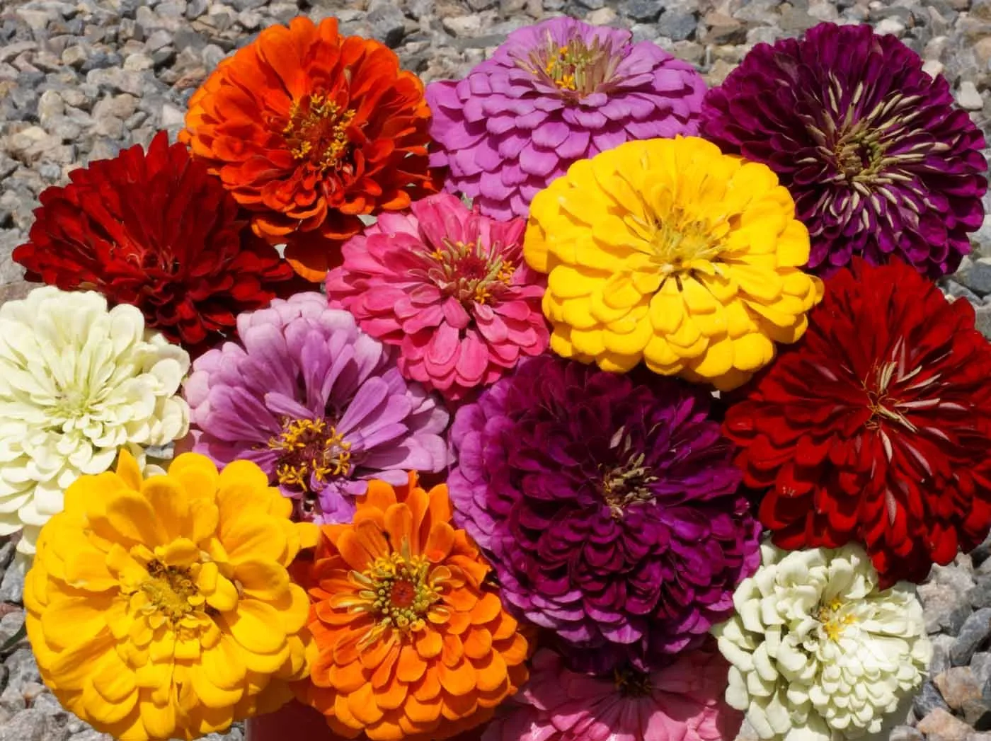 Zinnia Dahlia Flowered Mix Seeds