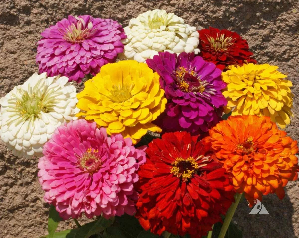 Zinnia Dahlia Flowered Mix Seeds